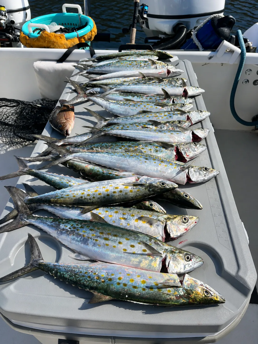 Spanish mackerel caught with the charter